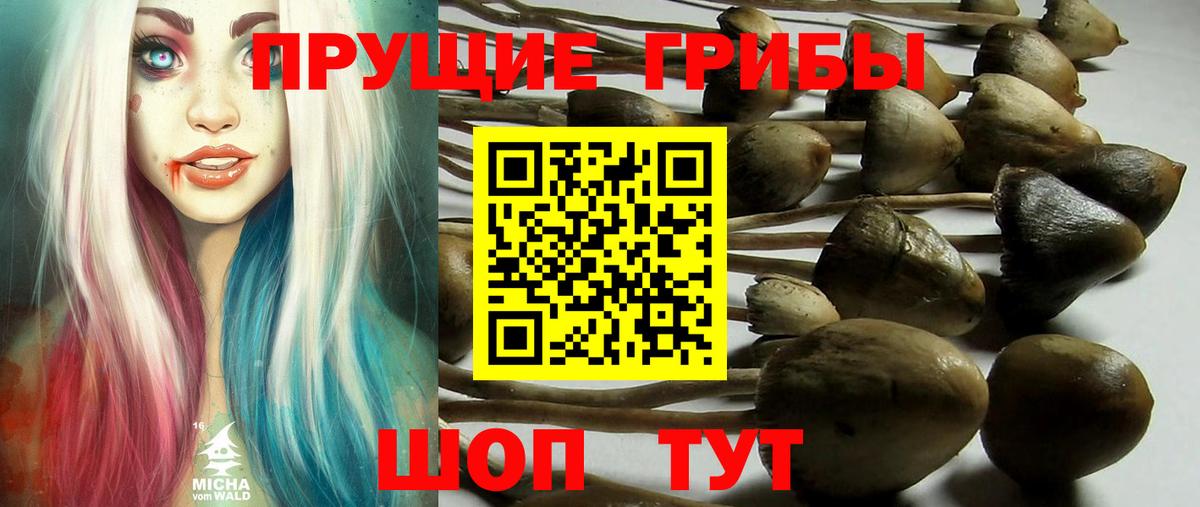купить наркоту  Псилоцибиновые грибы прущие грибы  Вход с VPN  Галлюциногенные грибы MAGIC MUSHROOMS  Сафоново 